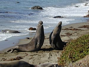 Elephant seal fight Part-1