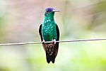 Indigo-capped Hummingbird (Amazilia cyanifrons) (8079781711).jpg