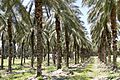 Palm Oil Plantation - Near Tiberias - Galilee - Israel (5710683290)