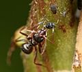 Ant feeding on honeydew