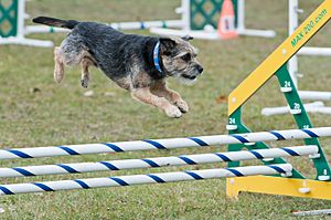 Border Terrier Fond Du Lac County Kennel Club