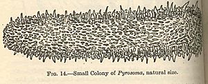 FMIB 36353 Small Colony of Pyrosoma