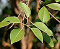 Ficus benjamina (Weeping Fig) in Hyderabad W IMG 8308