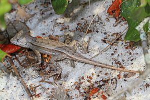 Florida Scrub Lizard - Sceloporus woodi, Lake June-in-Winter Scrub State Park, Lake Placid, Florida.jpg