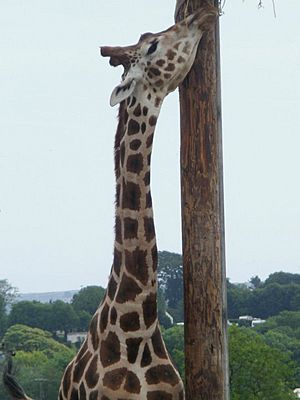 Giraffe, Folly Farm