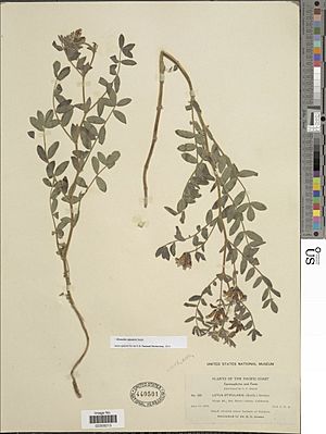 Hosackia stipularis.jpg