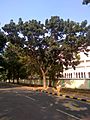 Mahogany Tree, India