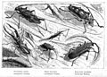 Malay Archipelago Beetles
