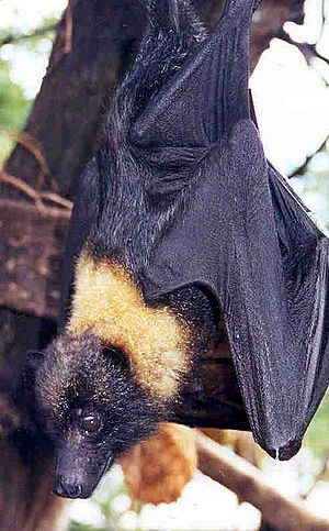 Mariana Fruit Bat.jpg