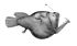 Melanocetus murrayi (Murrays abyssal anglerfish).jpg