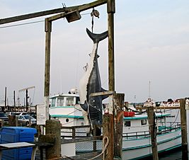 Montauk-shark