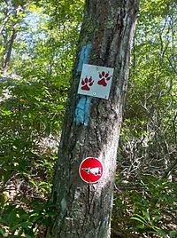 Narragansett Trail blazes with Lantern Hill and Loop Trail signs