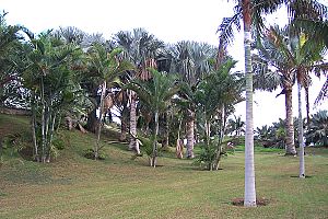 Palmetum de Santa Cruz de Tenerife