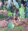 Passiflora ligularis - Granadilla 01