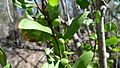 Persoonia cornifolia fruit