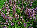 Salvia officinalis 001