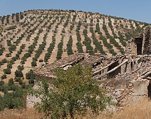 Almond trees, ruined house, Andalusia, Spain