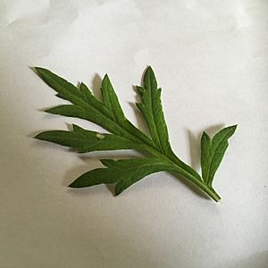 Artemia vulgaris leaf