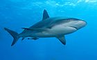 Caribbean reef shark.jpg