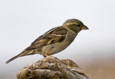 Female House Sparrow 2 (Passer domesticus)