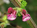 Lamiaceae - Salvia viscosa