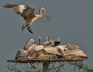 Spot-billed Pelican (Pelecanus philippensis) landing with nesting material at nest with chicks W2 IMG 2857