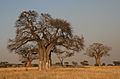 Adansonia digitata Baobab