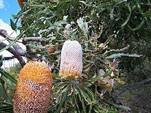 Banksia prionotes 1 gnangarra.jpg