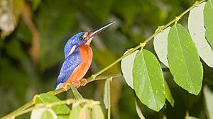 Blue-eared Kingfisher (Alcedo meninting)