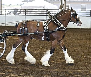 Clydesdale in harness.jpg