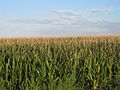 Cornfields in Prowers County, CO IMG 5771