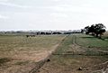 Cows in pasture - Marion County, IA Farm 1957