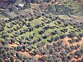 Calabrian olive tree plantations