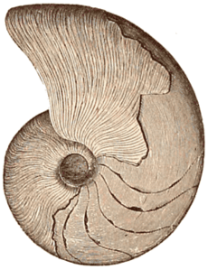 Marcellus Cephalopod 1896-Dana-ManGeol-Fig917