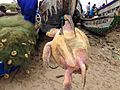 Muntaka-Chasant-Sea-Turtle-wikipedia