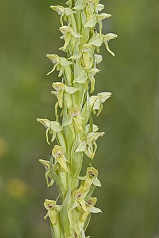 Platanthera hyperborea - Flickr 004