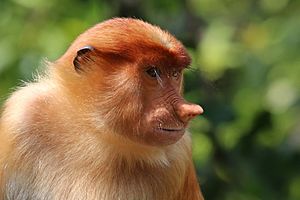 Proboscis monkey (Nasalis larvatus) female Labuk Bay