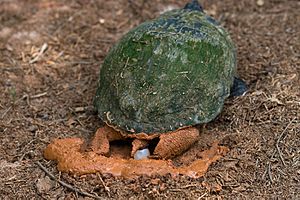 Red Eared Slider laying egg