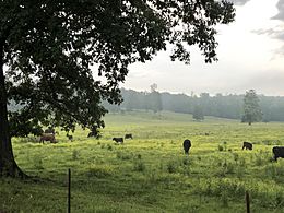 Cows graze in rural Saulsbury, 2019
