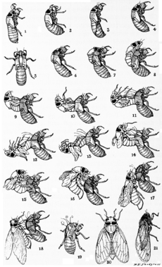 Snodgrass periodical cicada transformation