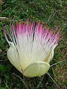 Barringtonia asiatica flower