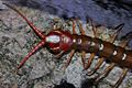 Chinese Red-headed Centipede (Scolopendra subspinipes) (5804636142)