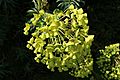 Euphorbia characias flowers