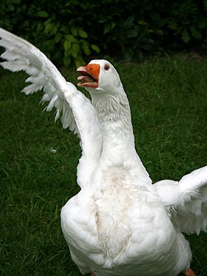 Goose attack