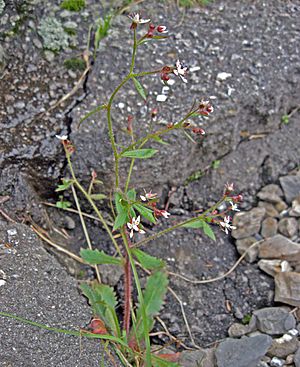 Micranthes petiolaris.jpg