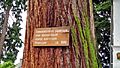 Nonnenhorn - Sequoia