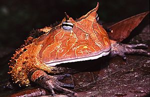 Suriname Horned Frog (Ceratophrys cornuta) (7774154124).jpg