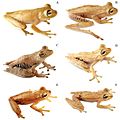 Systematics-of-treefrogs-of-the-Hypsiboas-calcaratus-and-Hypsiboas-fasciatus-species-complex-(Anura-ZooKeys-370-001-g009