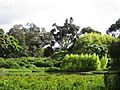 Árboles en Bogotá - Humedal de Córdoba Vegetación