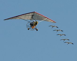 Endangered Whooping Cranes December 2010 FlyOver By Carole Robertson